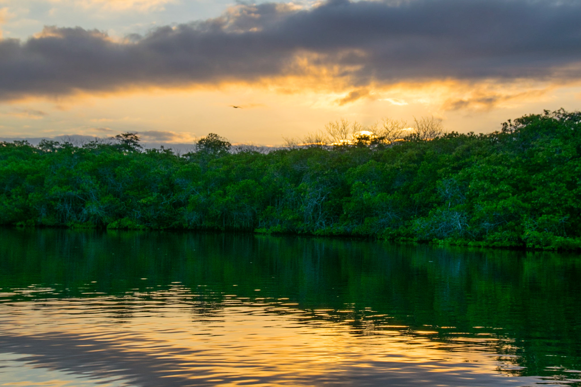 Sunrise over Turtle Cove, Santa Cruz, Galapagos, Ecuador