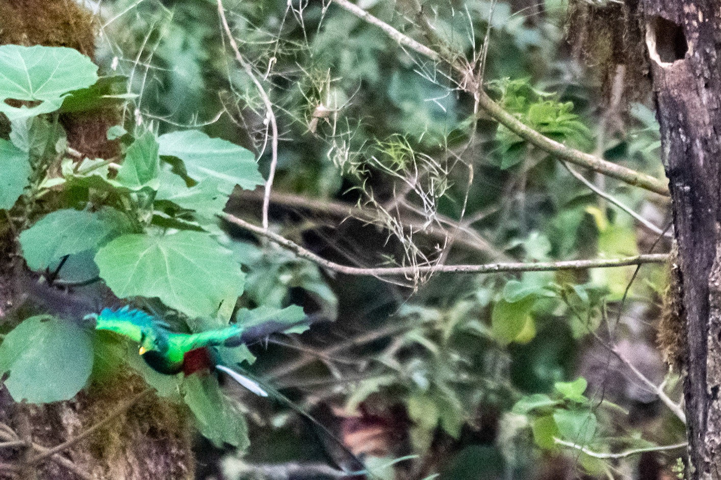 Resplendent Quetzal leaving nest, Savegre, Costa Rica