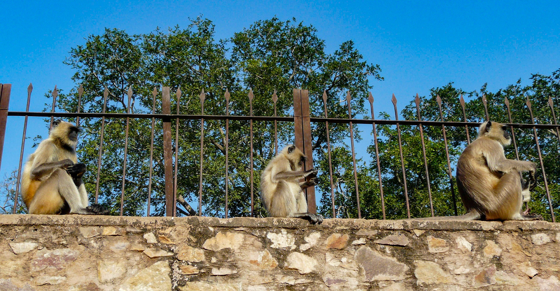 Gray Langur monkeys, Ranthambore, India