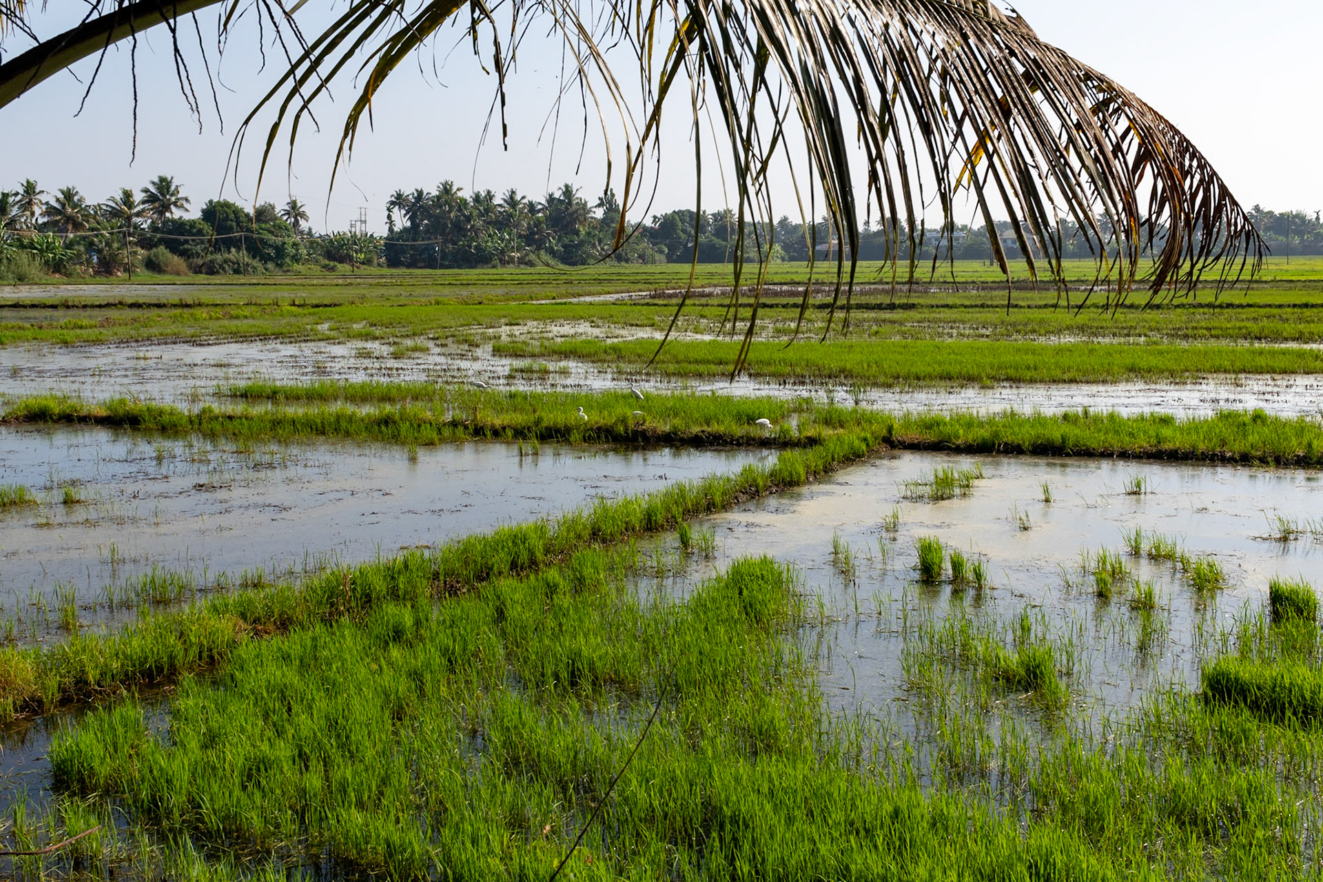 Padi fields, Backwaters, Alleppey