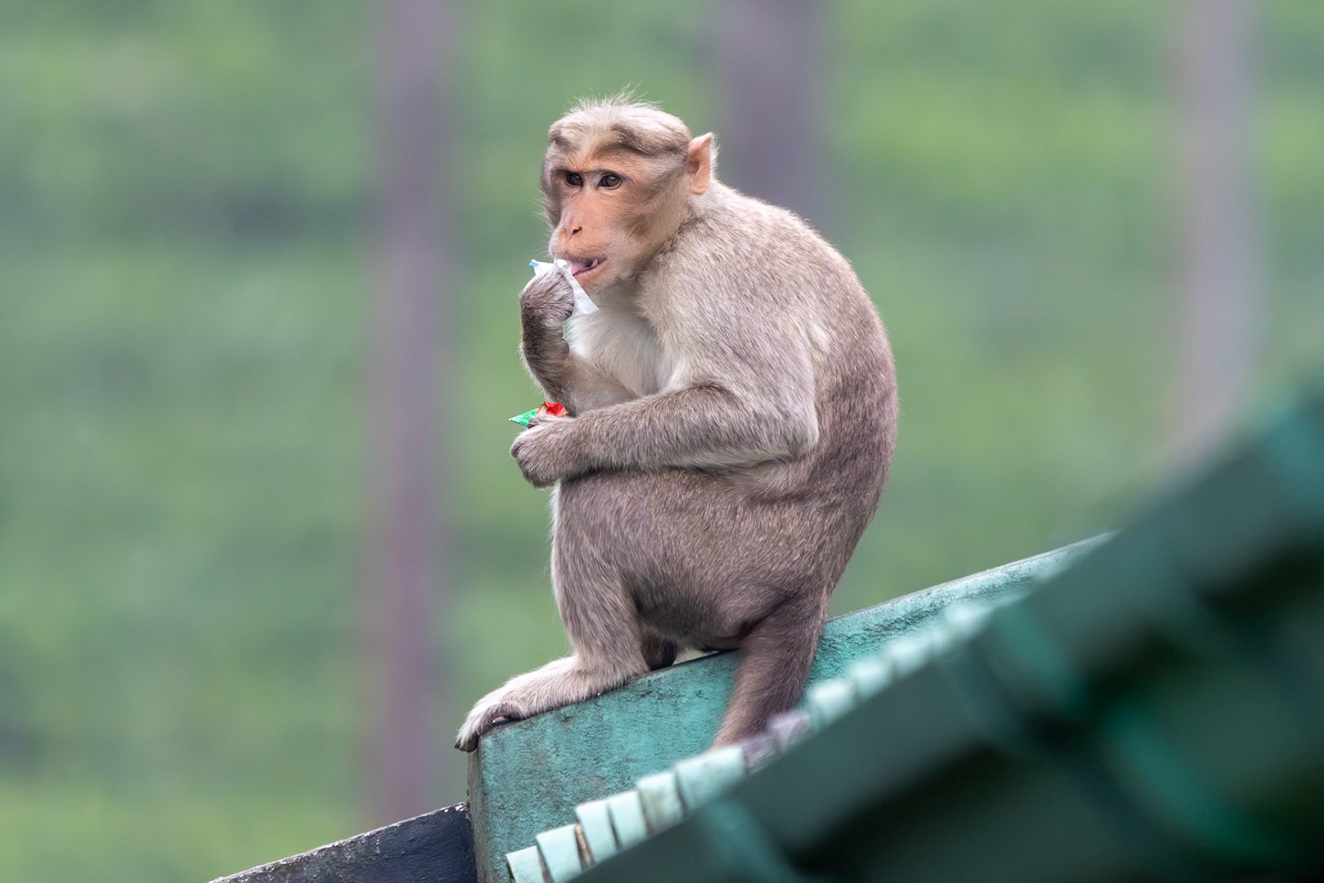 Bonnet macaque, Coonoor, India