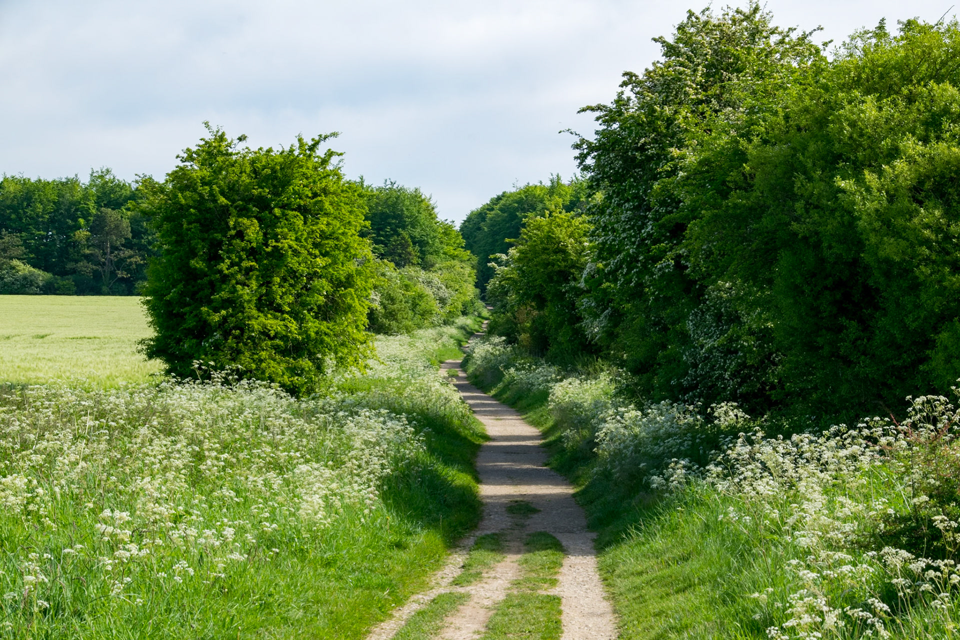 Leaving Ashbury Hill