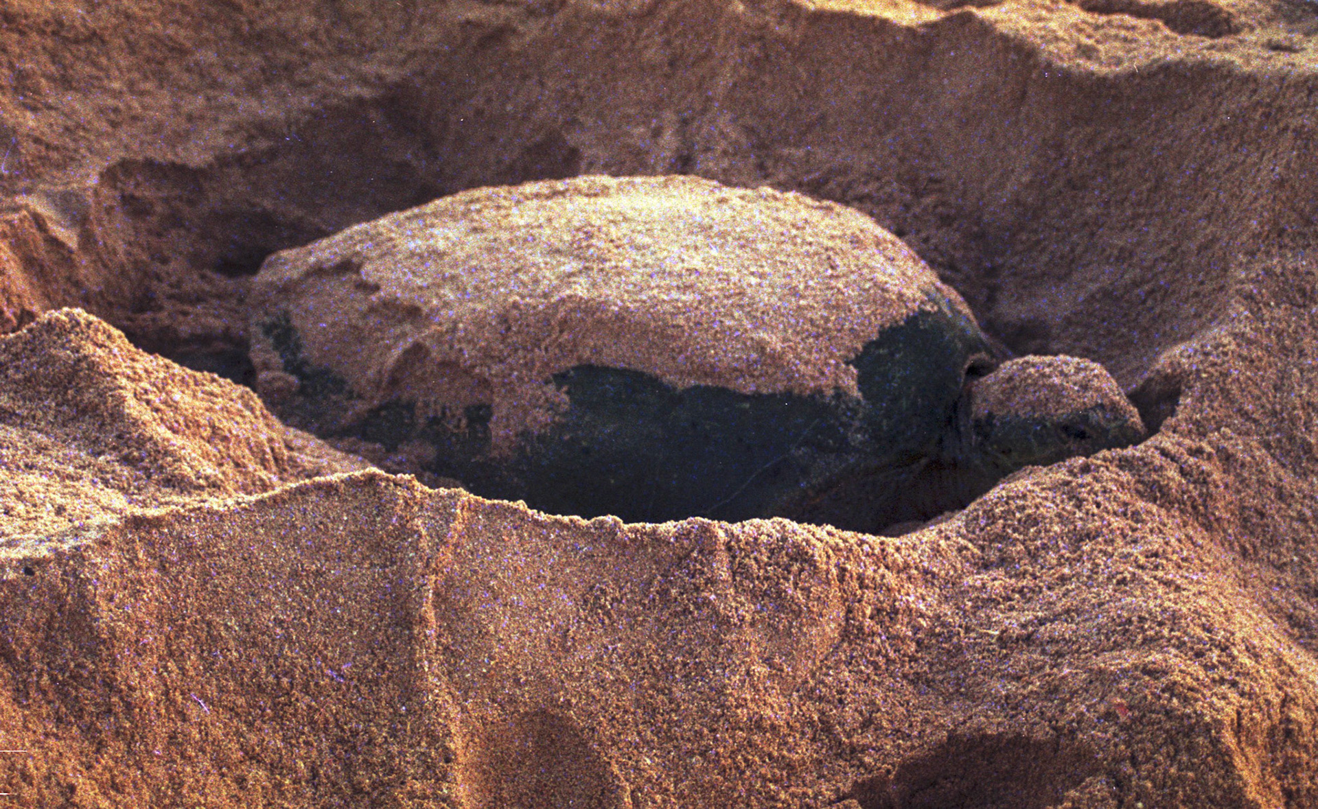 Green turtle laying eggs, Ras Al Junayz