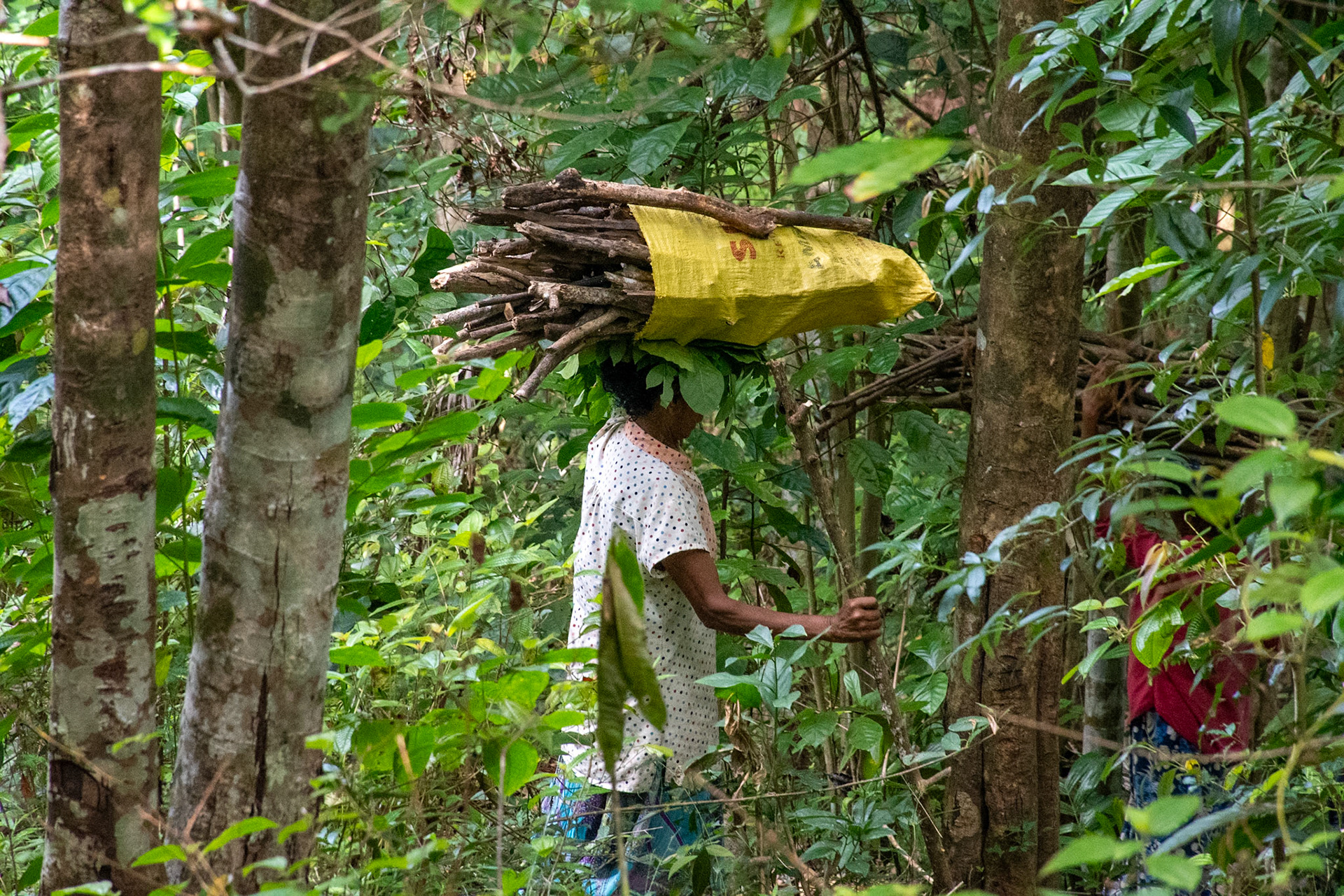 Carrying firewood, Narampanawa, Digana