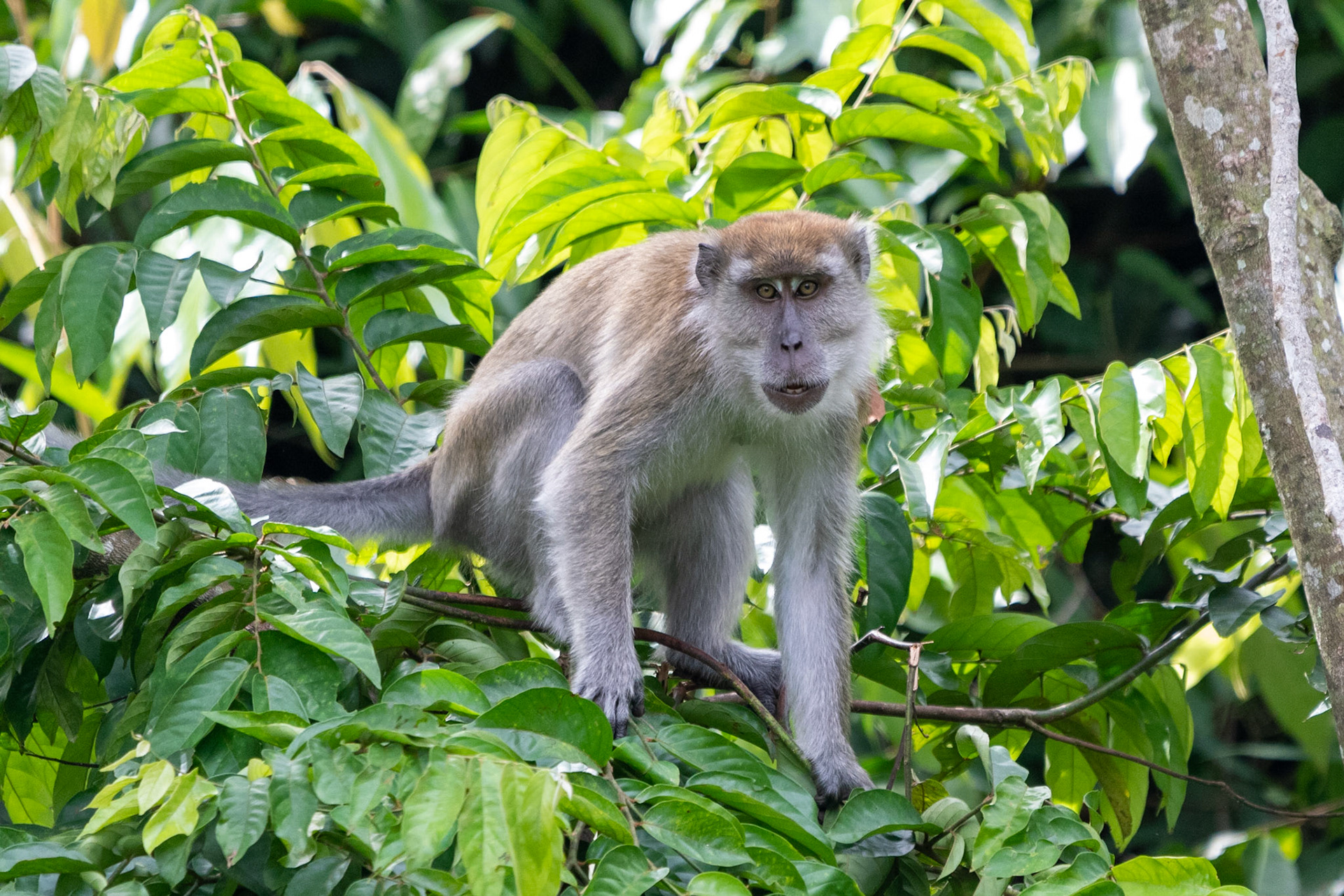Crab-eating macaque, Bukit Lawang, Indonesia