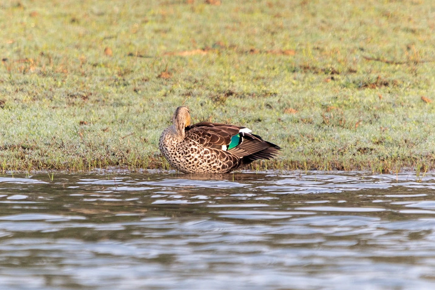 Indian Spot-billed Duck, Nagarahole
