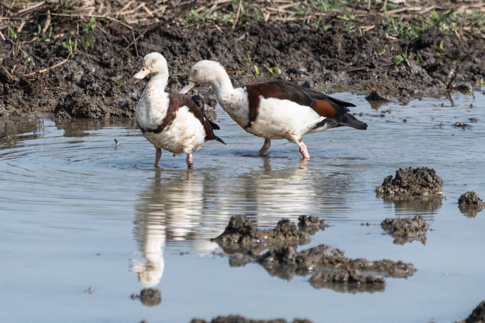 Rajah Shelducks, Adelaide River, NT