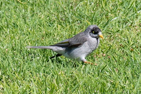 Noisy Miner, Adelaide, SA