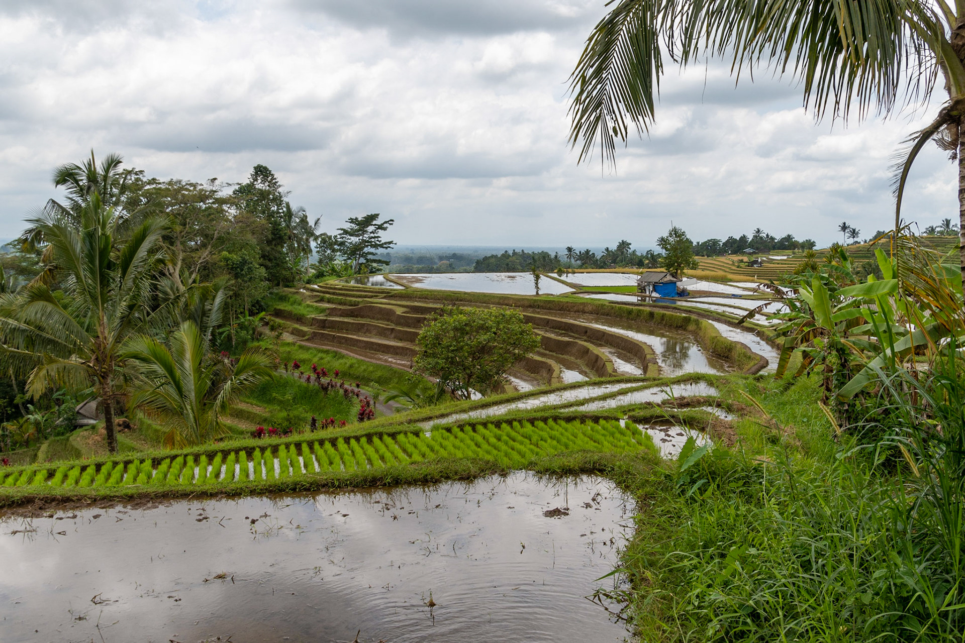 Padi terraces, Jatiluwih
