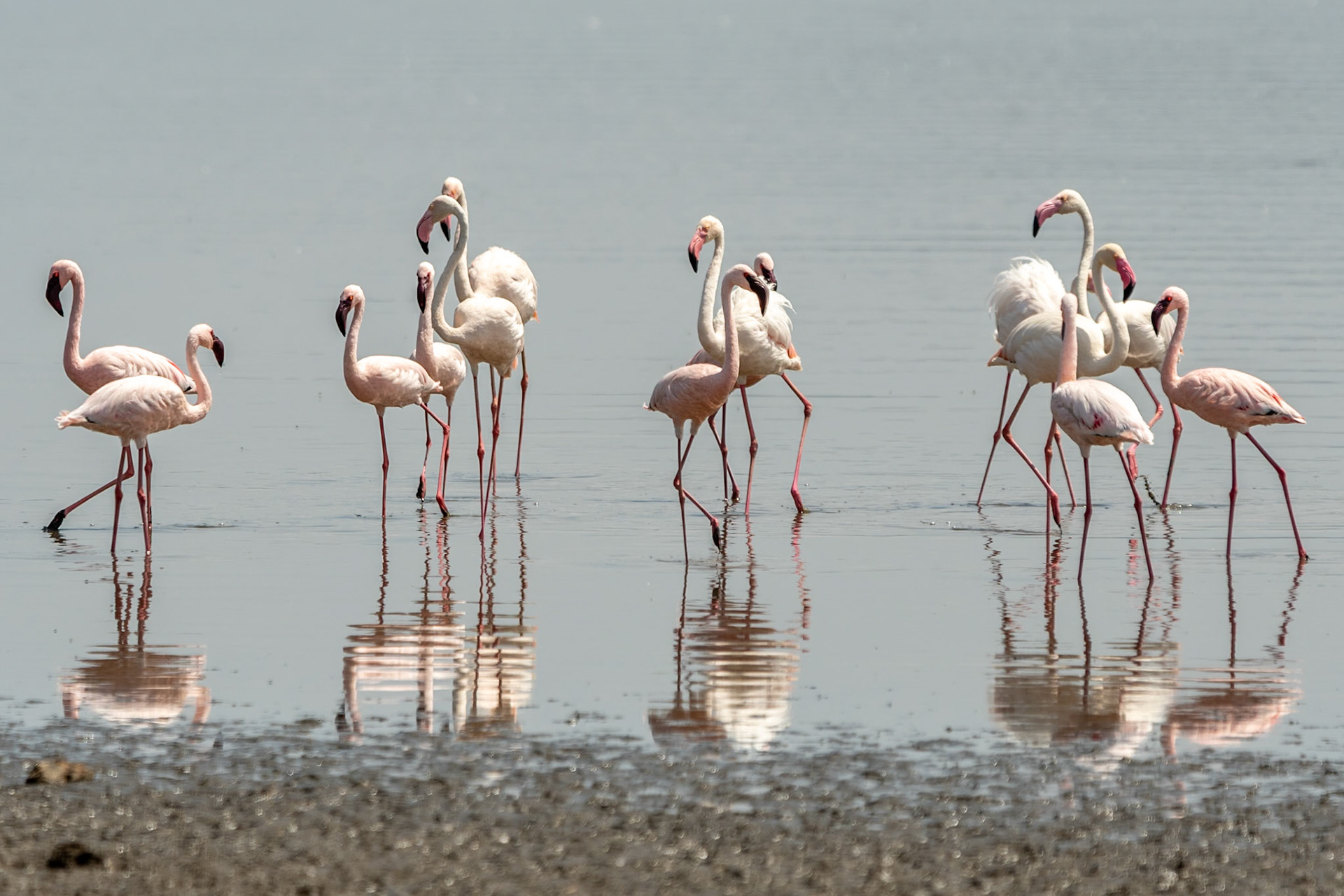 Greater Flamingoes, Lake Nakuru National Park, Kenya