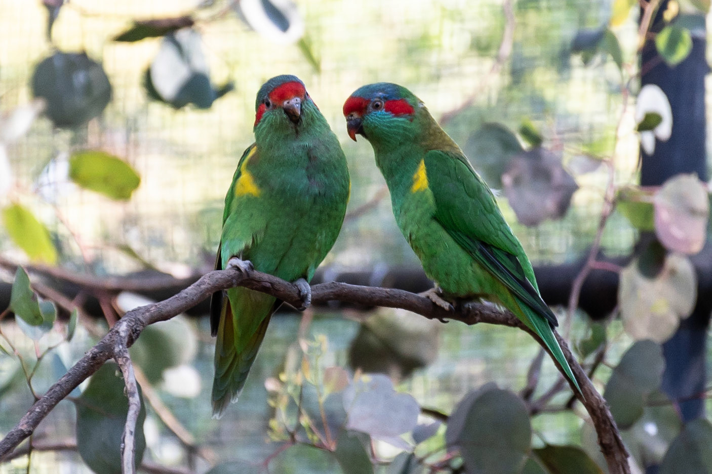 Musk Lorikeet (cap), Healesville, Vic