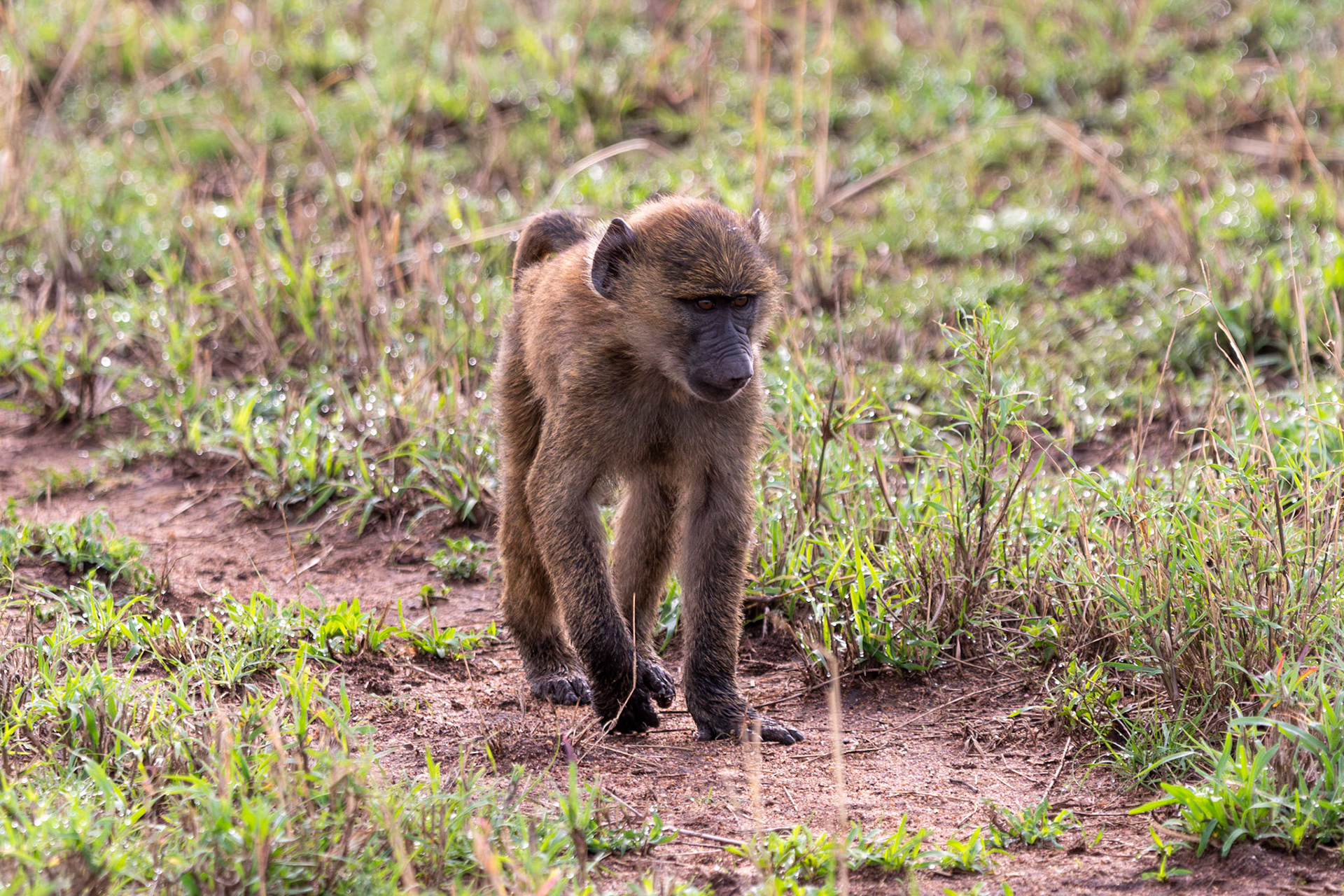Young Baboon, Serengeti, Tanzania