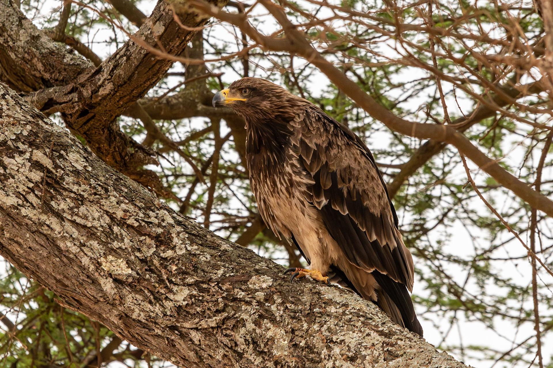 Tawny Eagle, Tarangire National Park