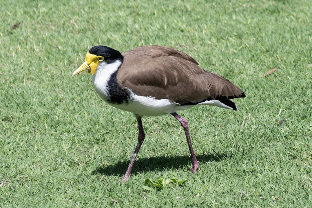 Masked Lapwing (Southern), Sydney, NSW