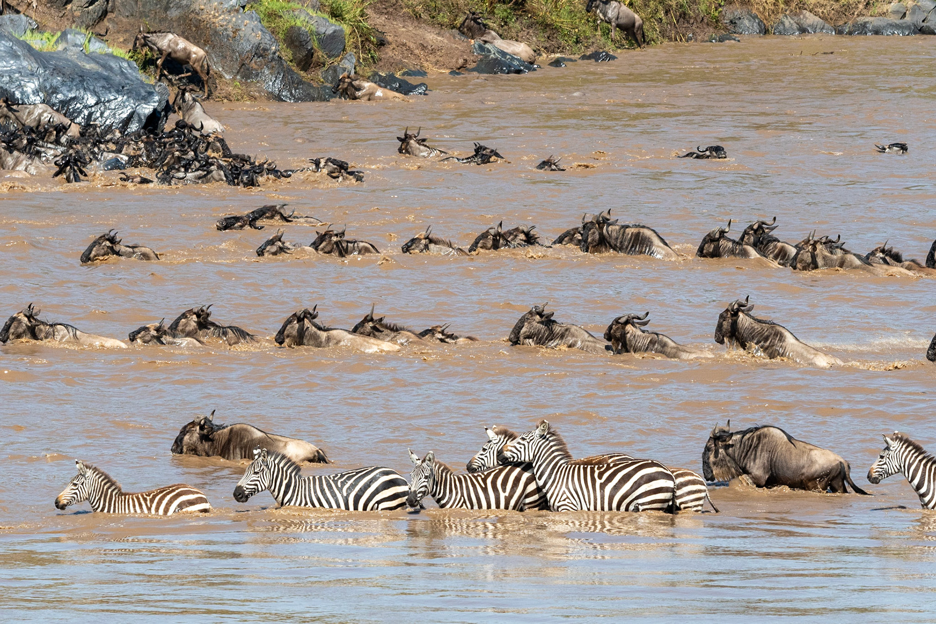 Wildebeests and Zebra crossing Mara River, Maasai Mara