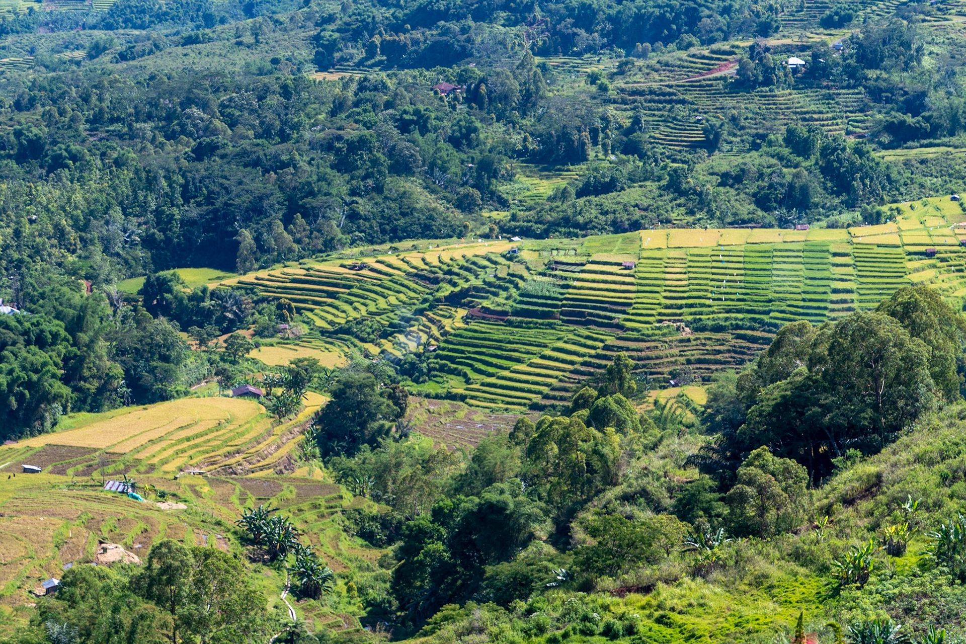 View over padi terraces, Ruteng