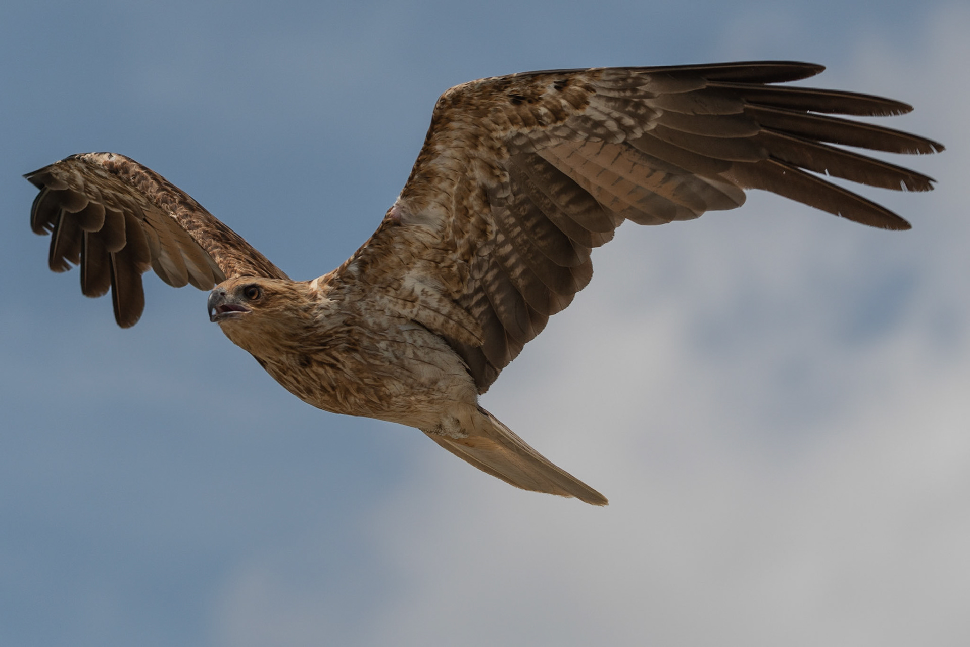 Whistling Kite, Adelaide River, Northern Territories, Australia