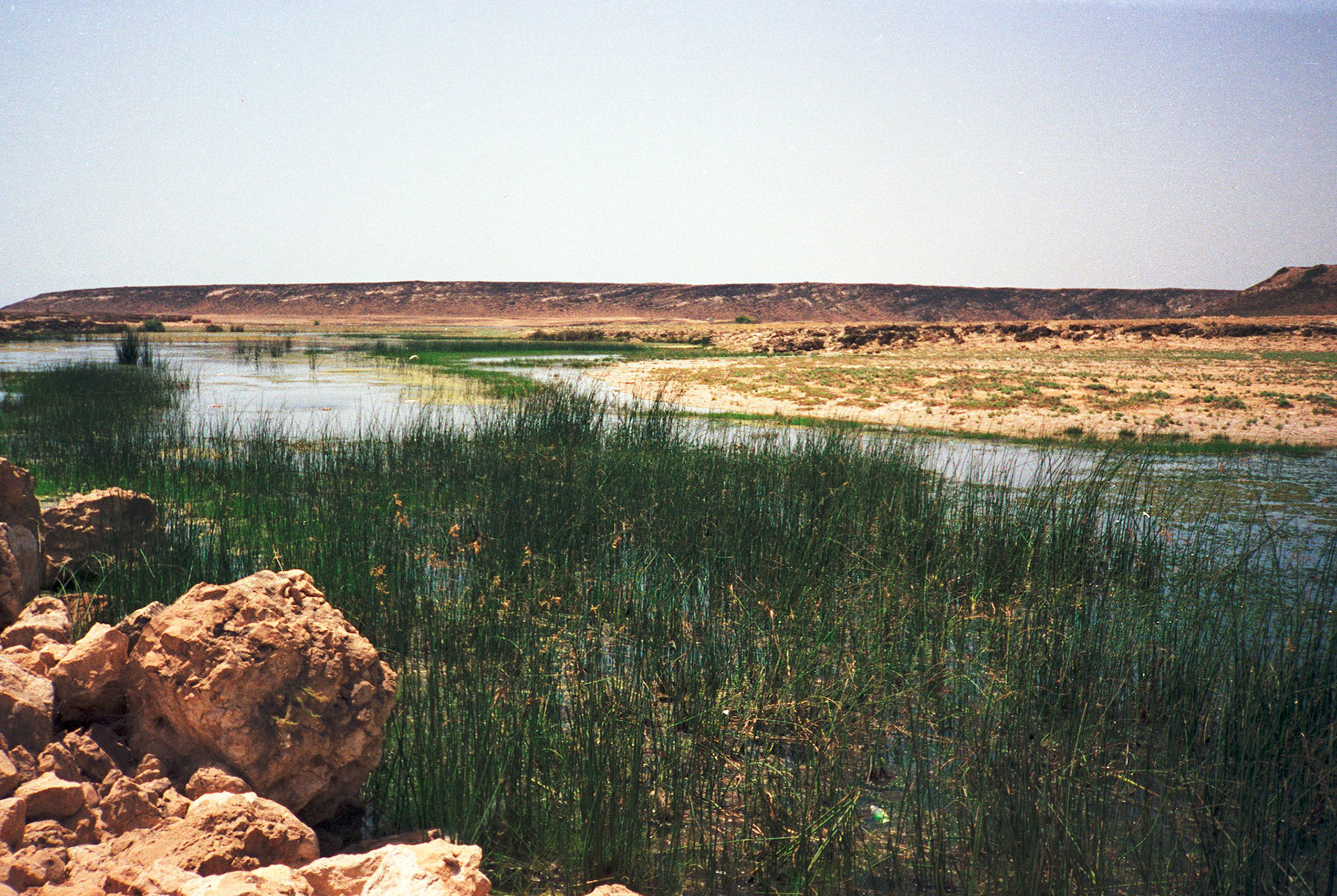 Marshes at Khor Rori, Salalah