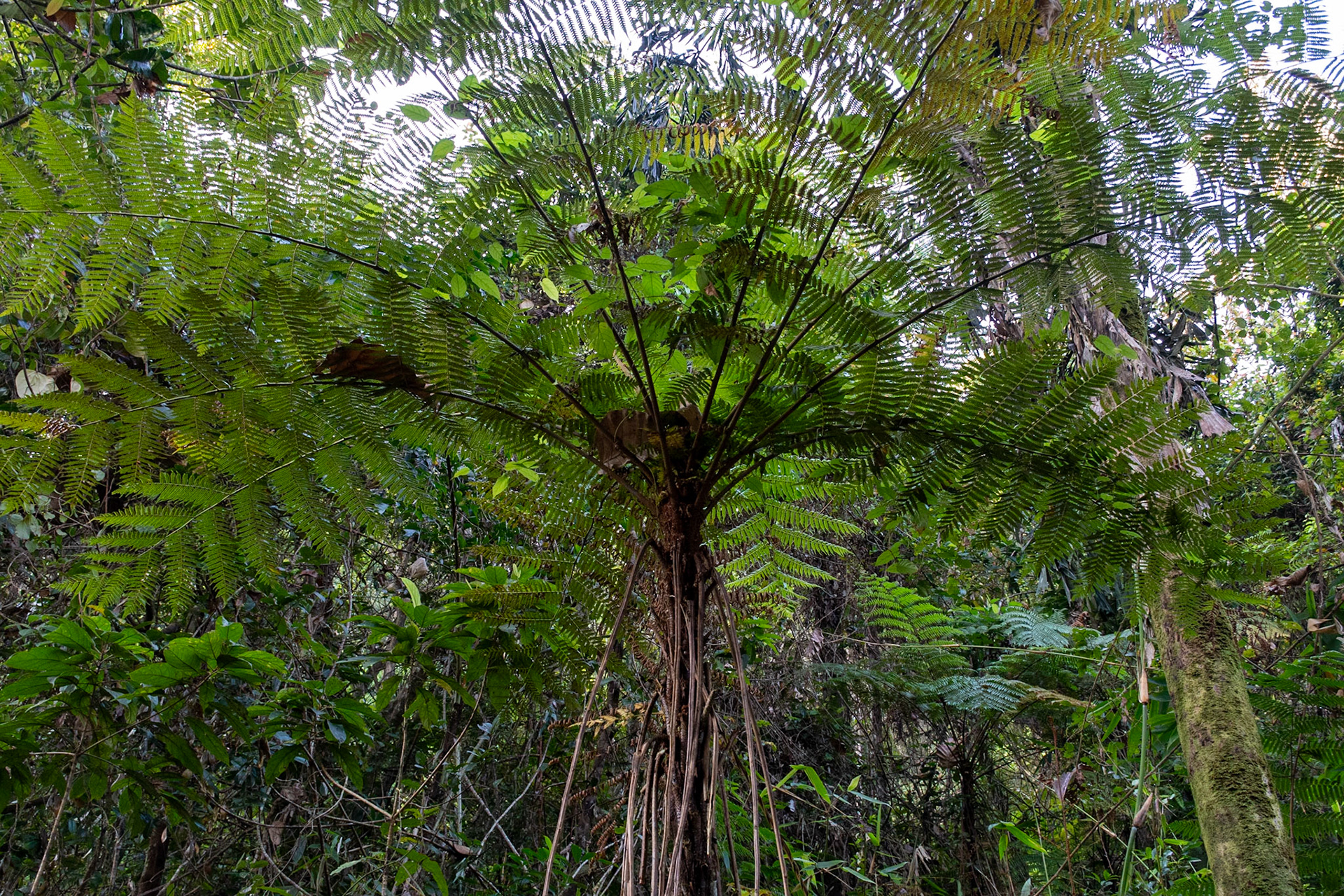 Tree fern, Sinharaja National Park