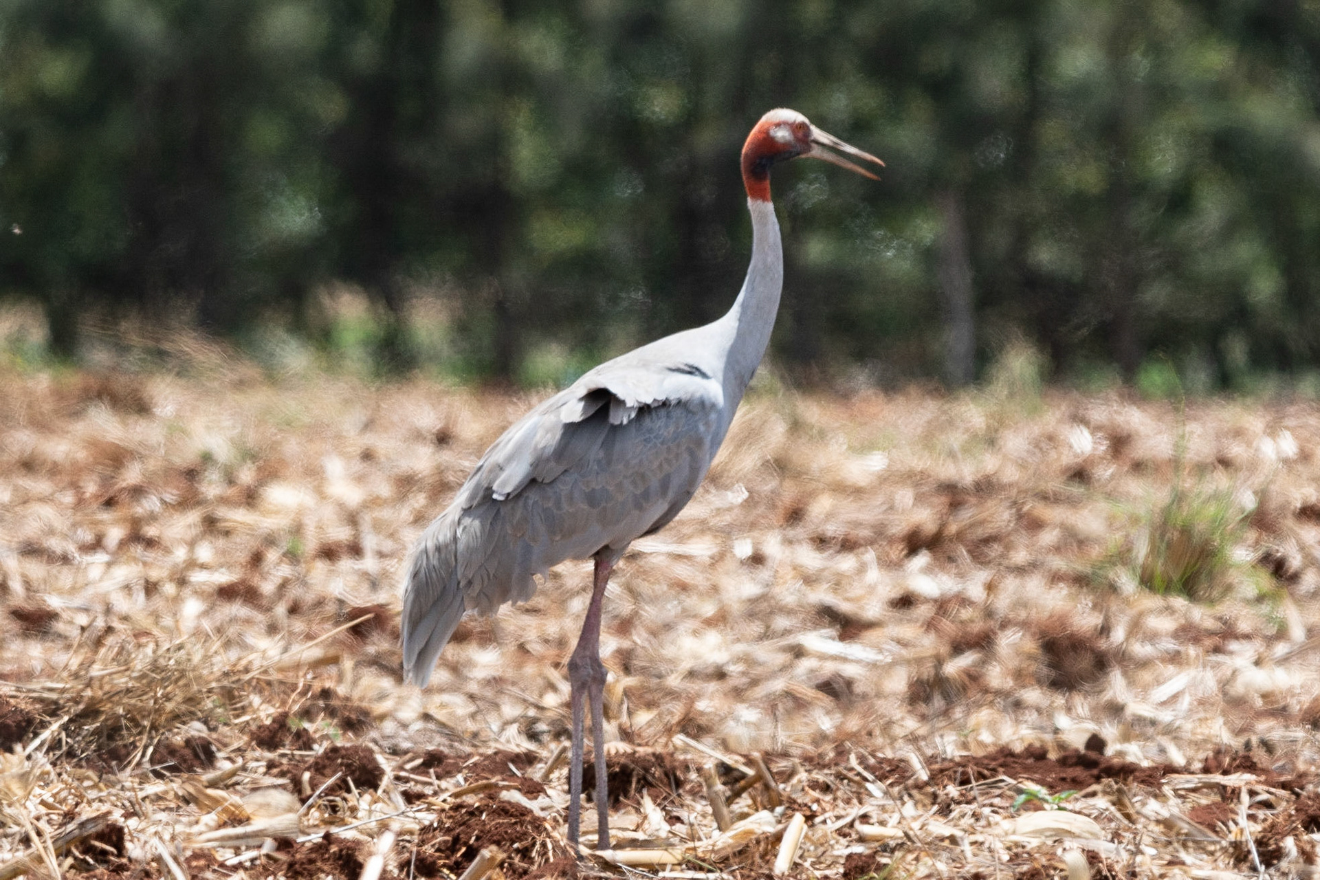 Sarus Crane, Atherton Tablelands, Qld