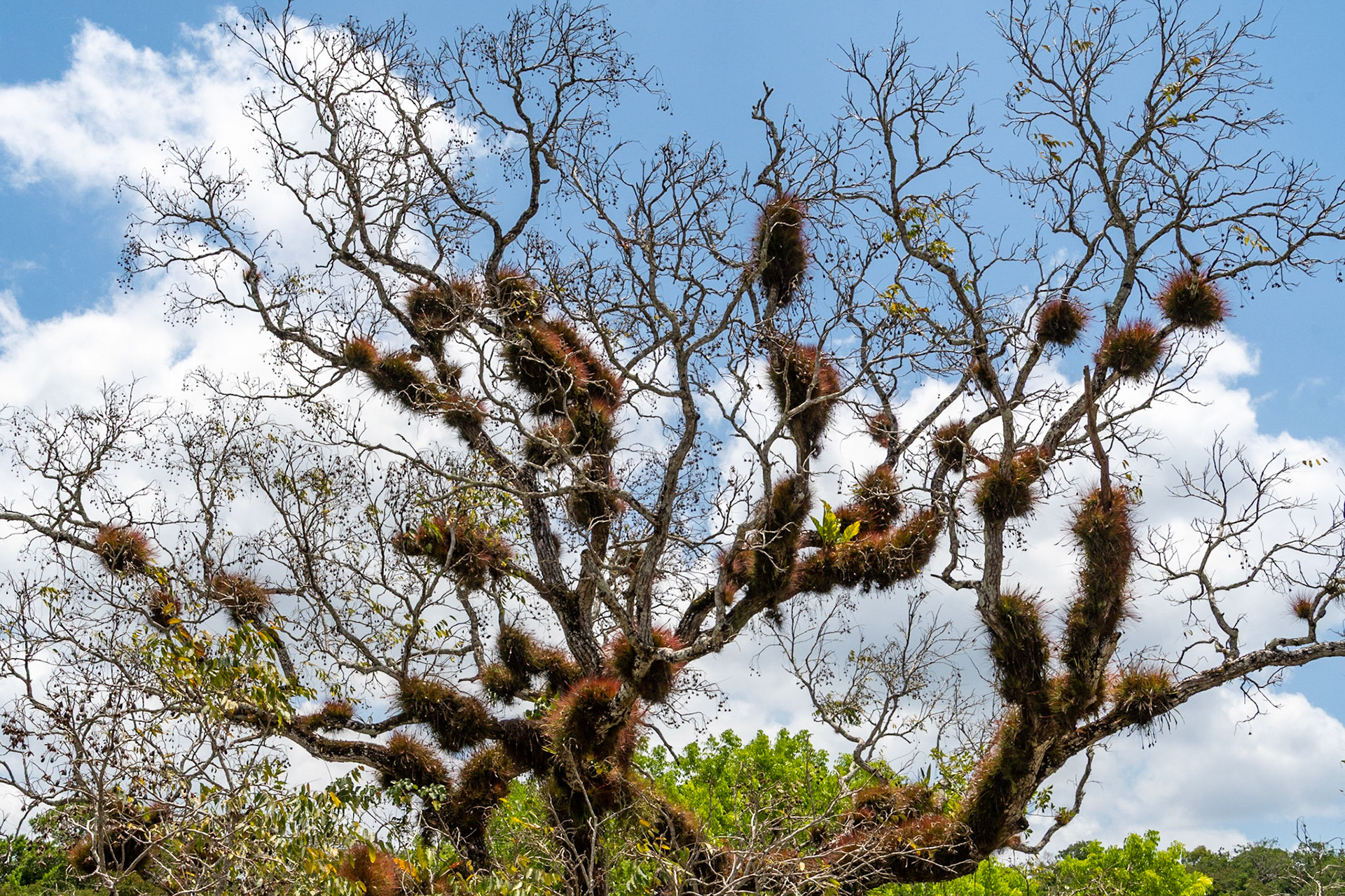 Air-plants, Tikal