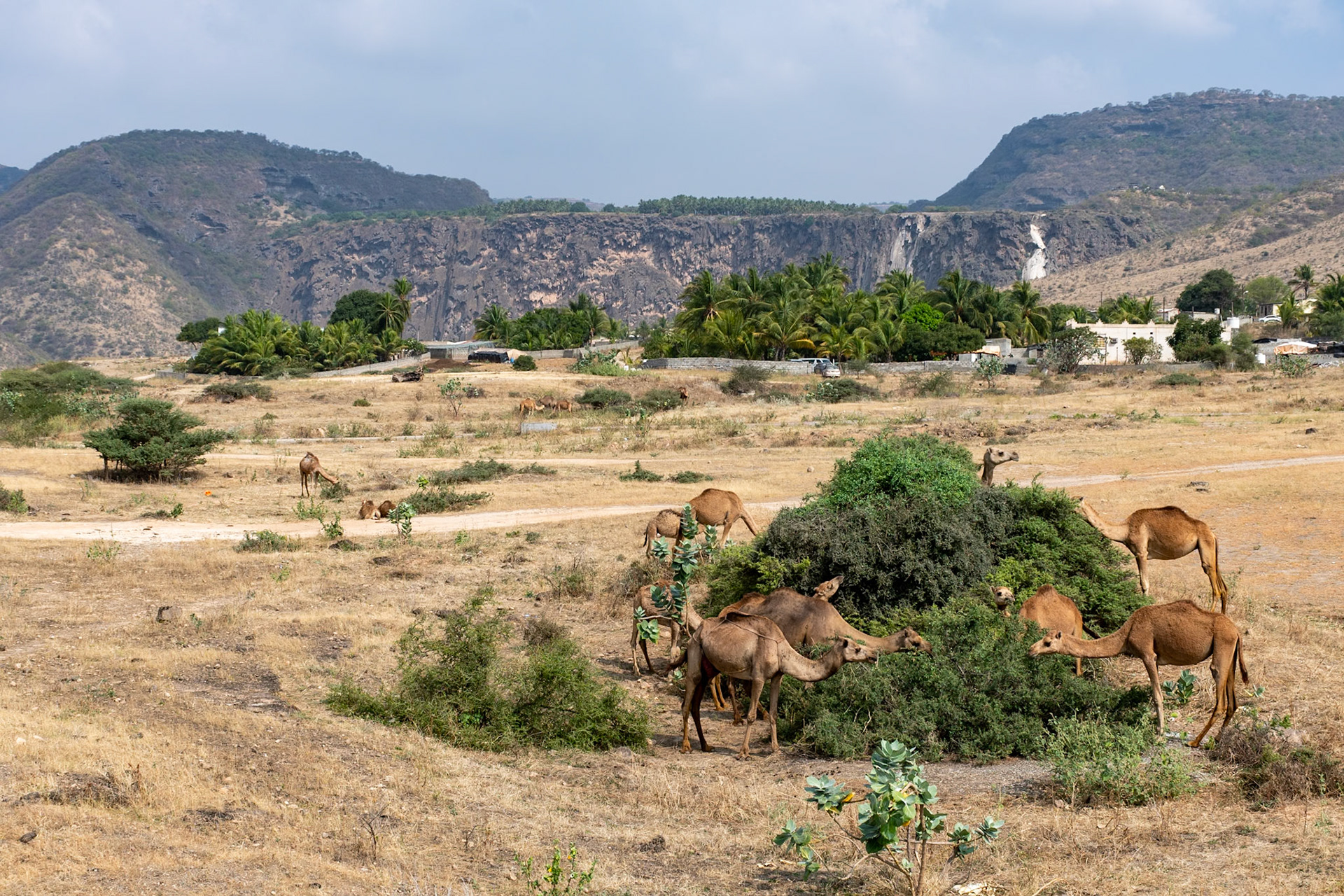 Camels, Wadi Darbat