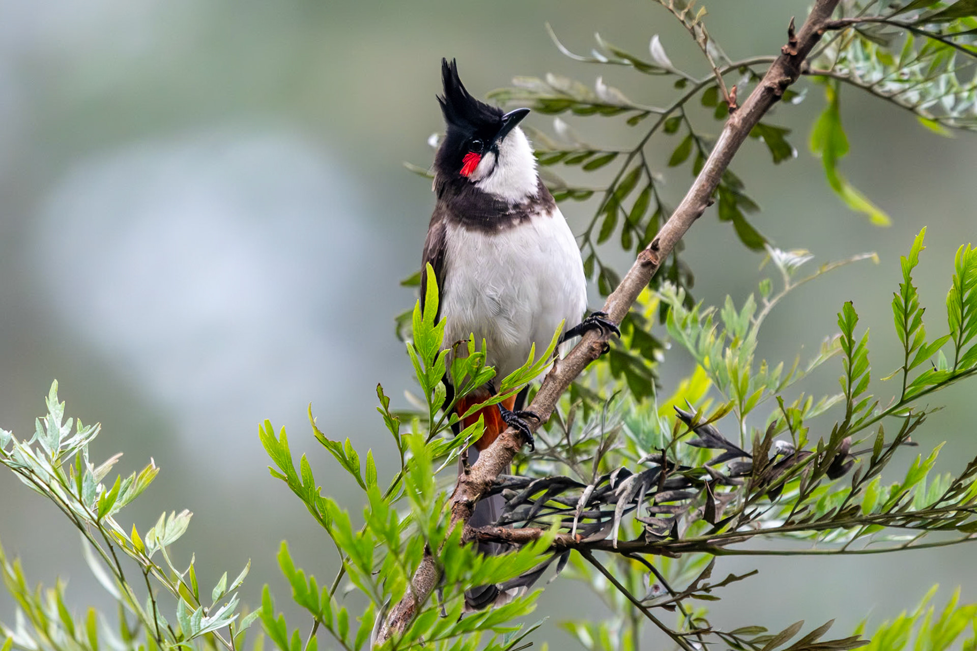 Red-whiskered Bulbul, Coonoor