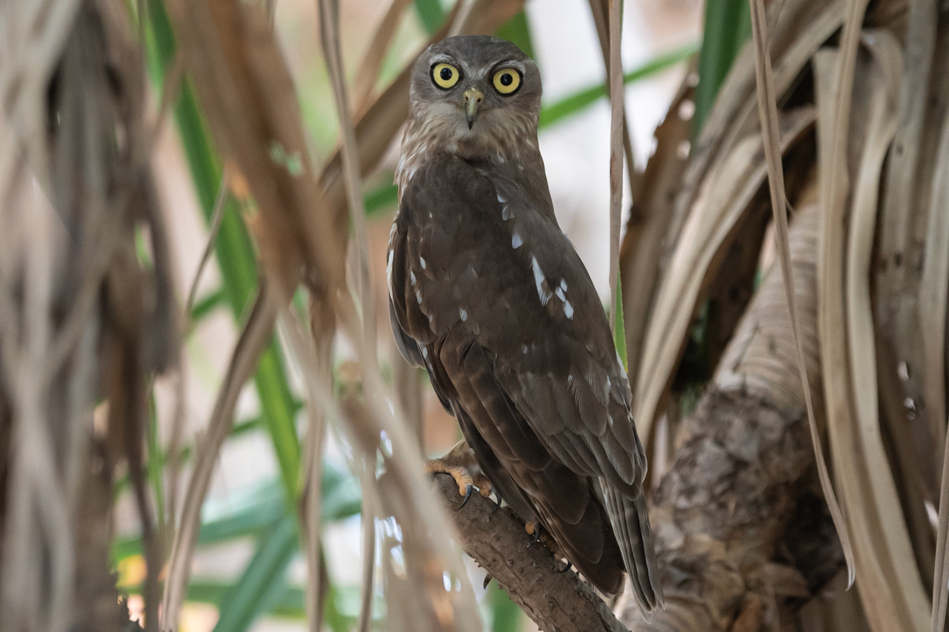 Barking Owl, Yellow Water Billabong, NT