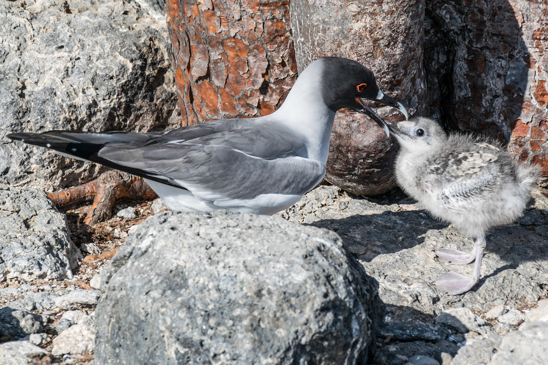 Swallow-Tailed Gull, Santa Cruz