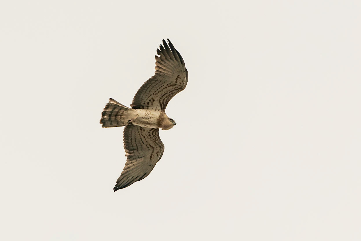 Bonelli's Eagle, Tawi Atair