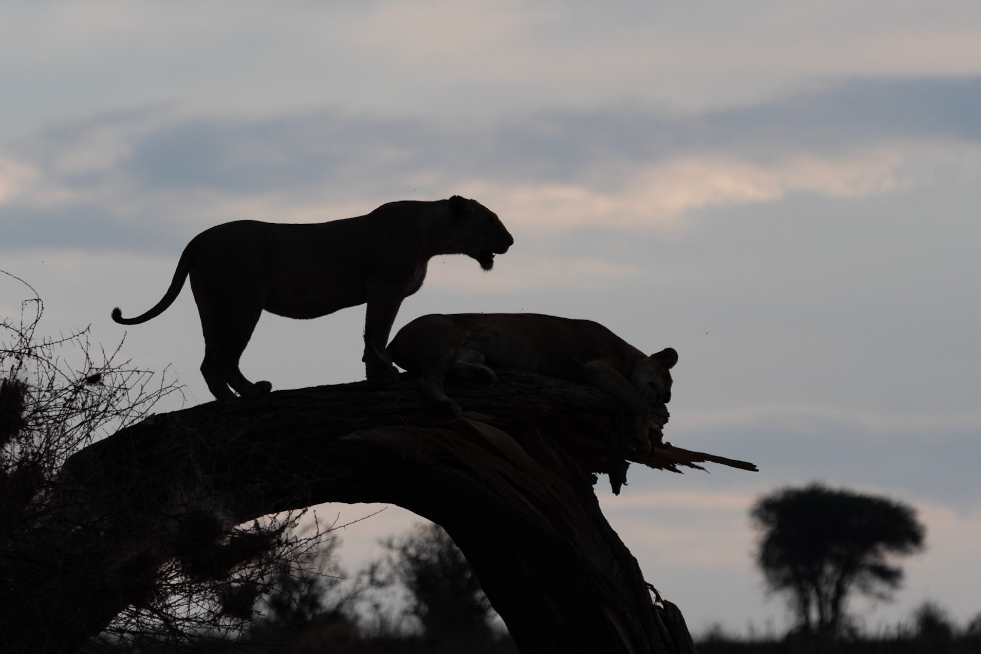 Lions at sunset, Tarangire National Park, Tanzania