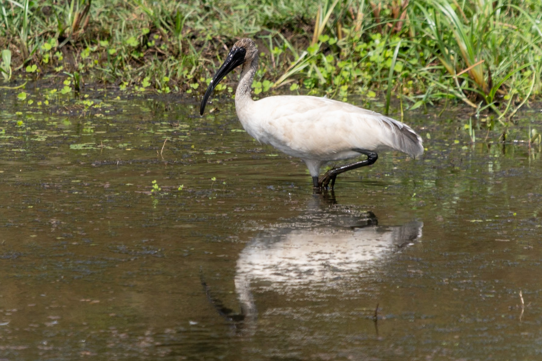 Black-headed Ibis, en route to Wayanad