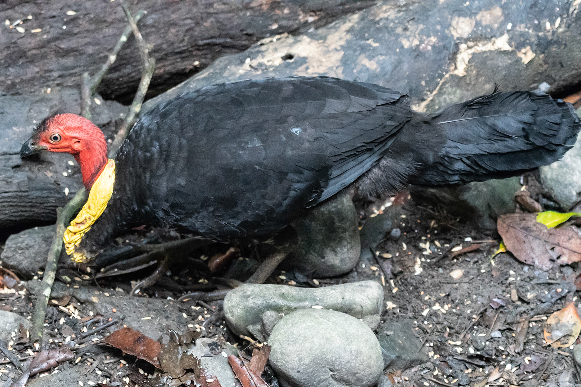 Australasian Brush Turkey, near Kuranda, Qld