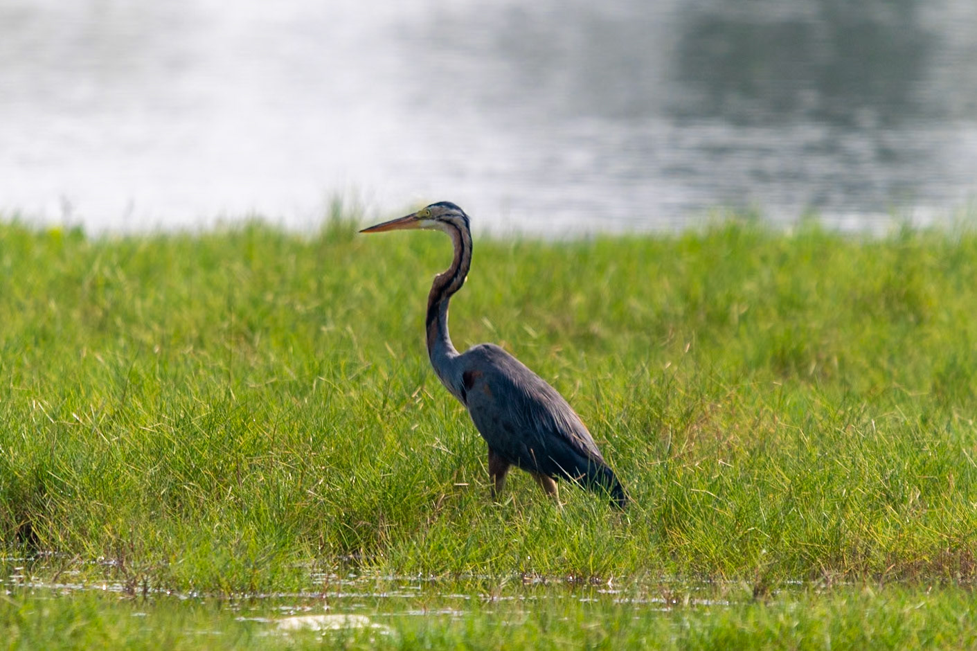 Purple Heron, en route to Alleppey