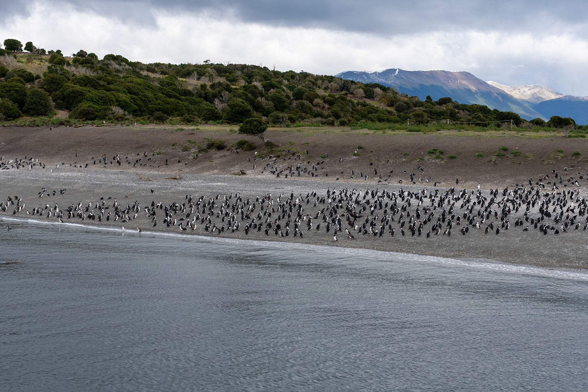 Imperial Cormorants and Magellanic Penguins, Beagle Channel, Ushuaia