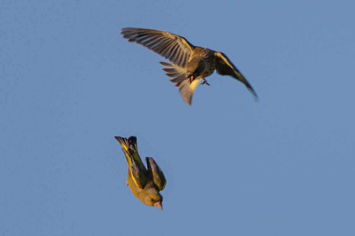 Greenfinches, Ham Lands, United Kingdom