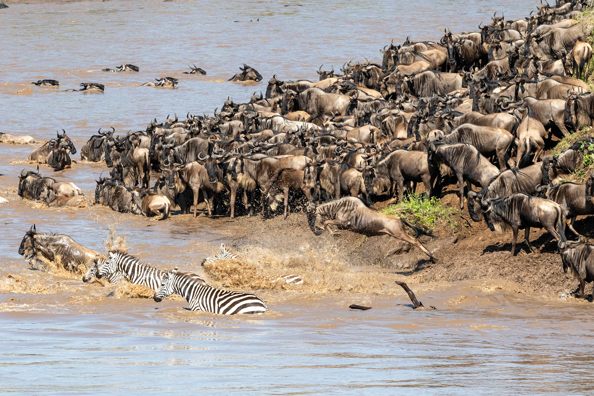 Wildebeests and Zebra crossing Mara River, Maasai Mara