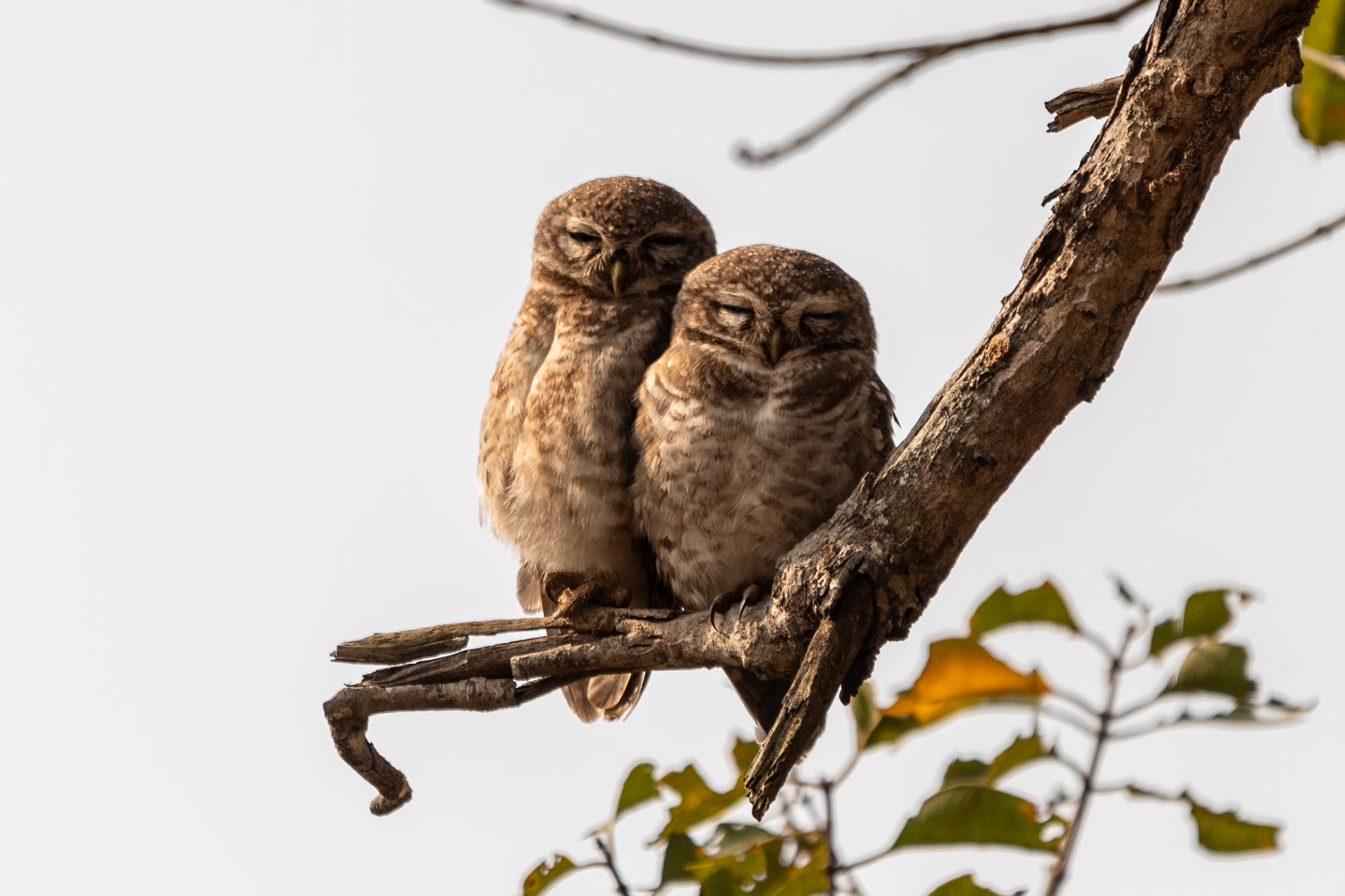 Jungle Owlets, Bandhavgarh