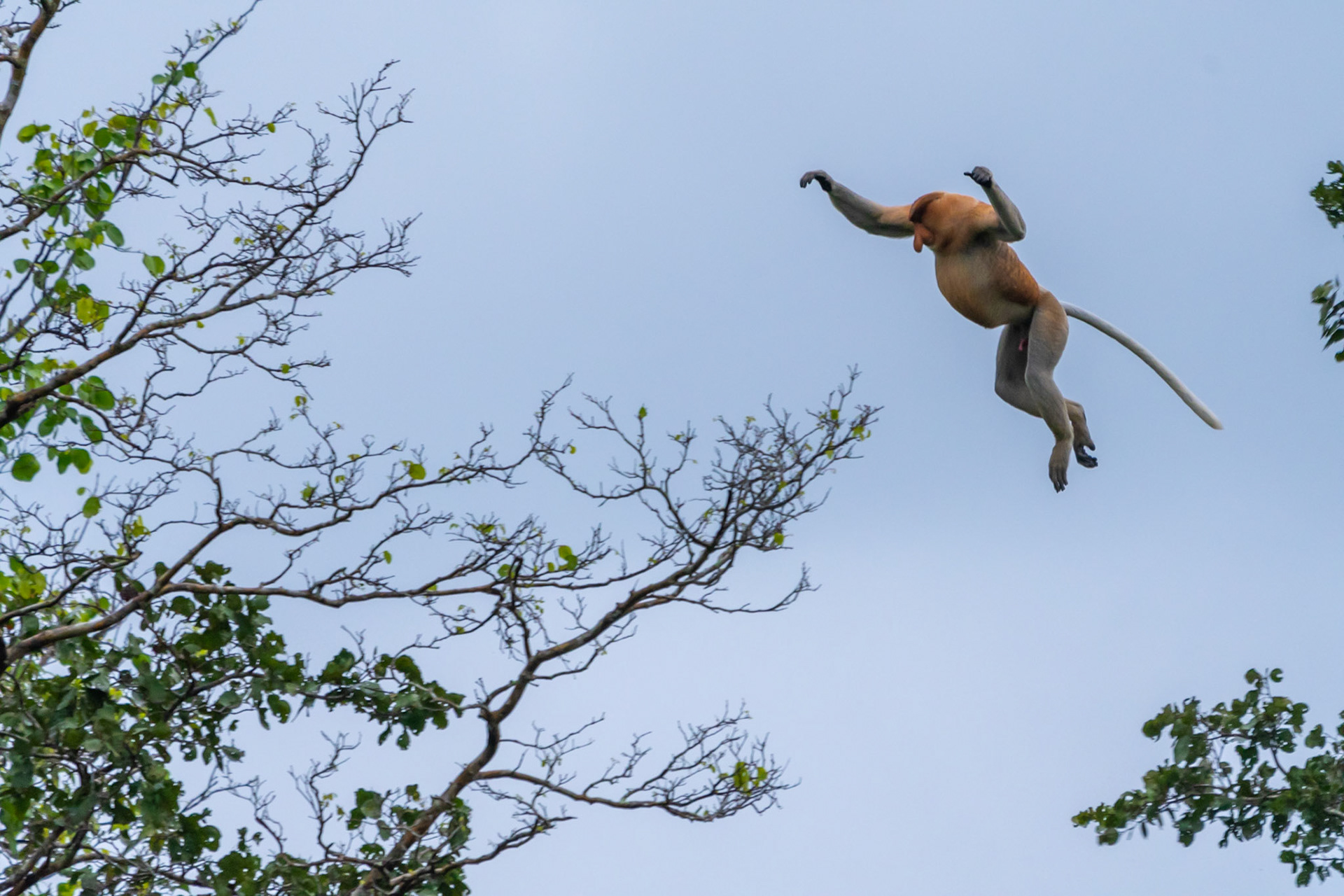Proboscis monkey jumping, Klias River, Malaysia