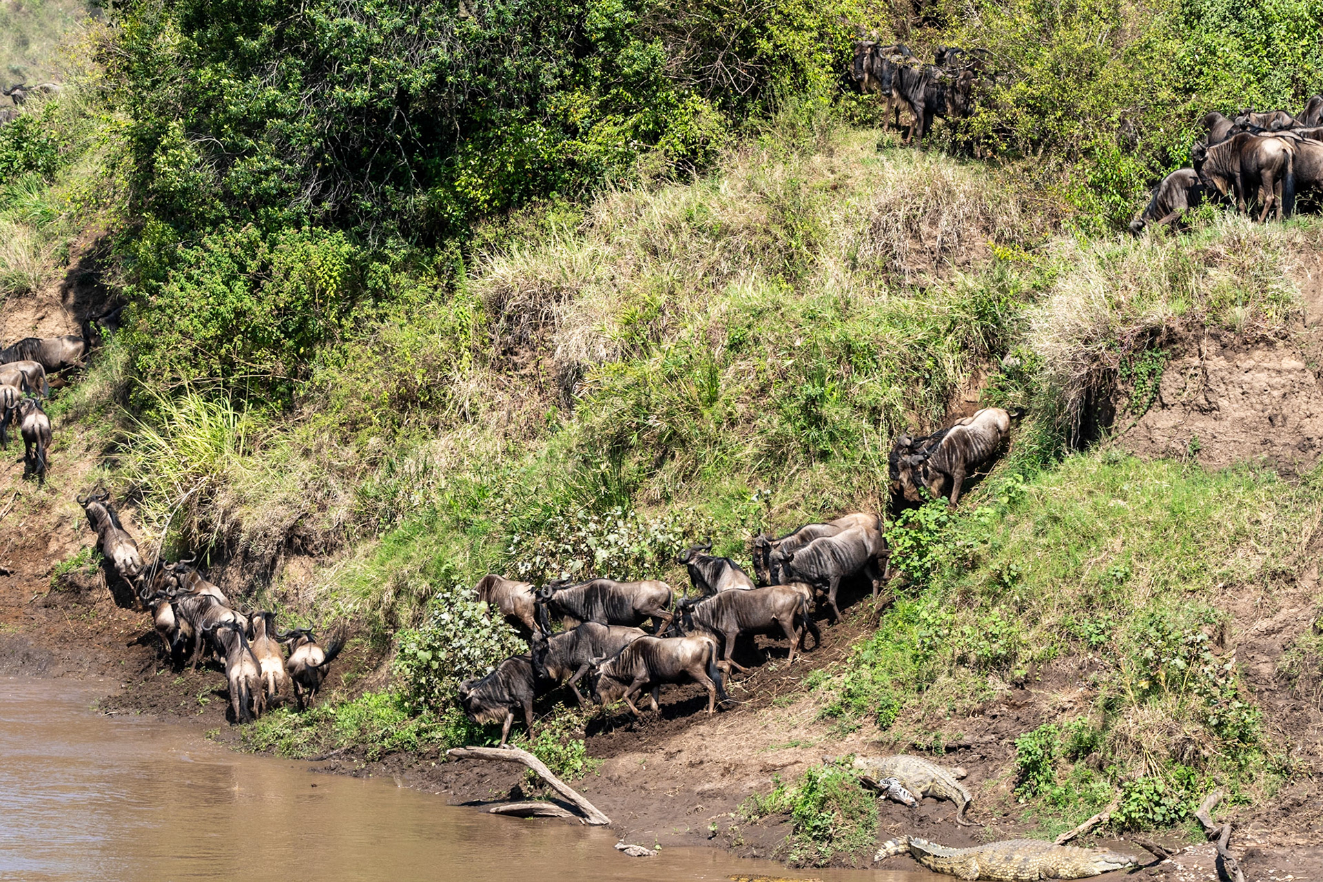Wildebeests crossing Mara River, Maasai Mara