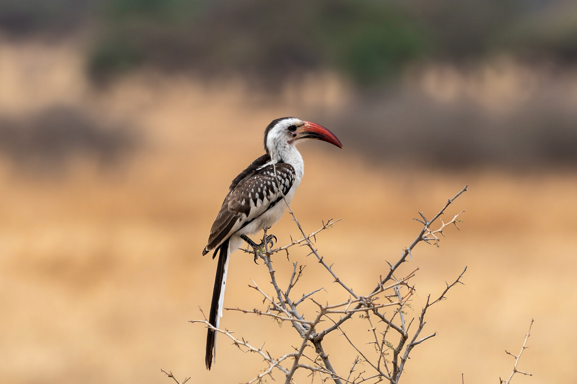 Northern Red-billed Hornbill, Tarangire National Park