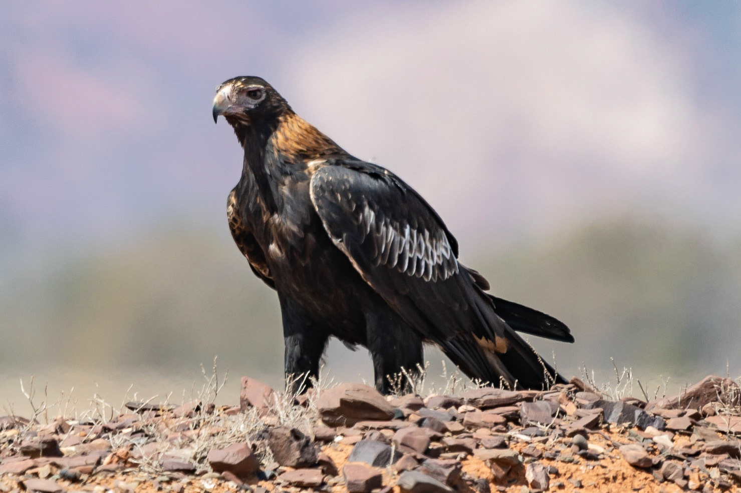 Wedge-tailed Eagle, Flinders Ranges, SA