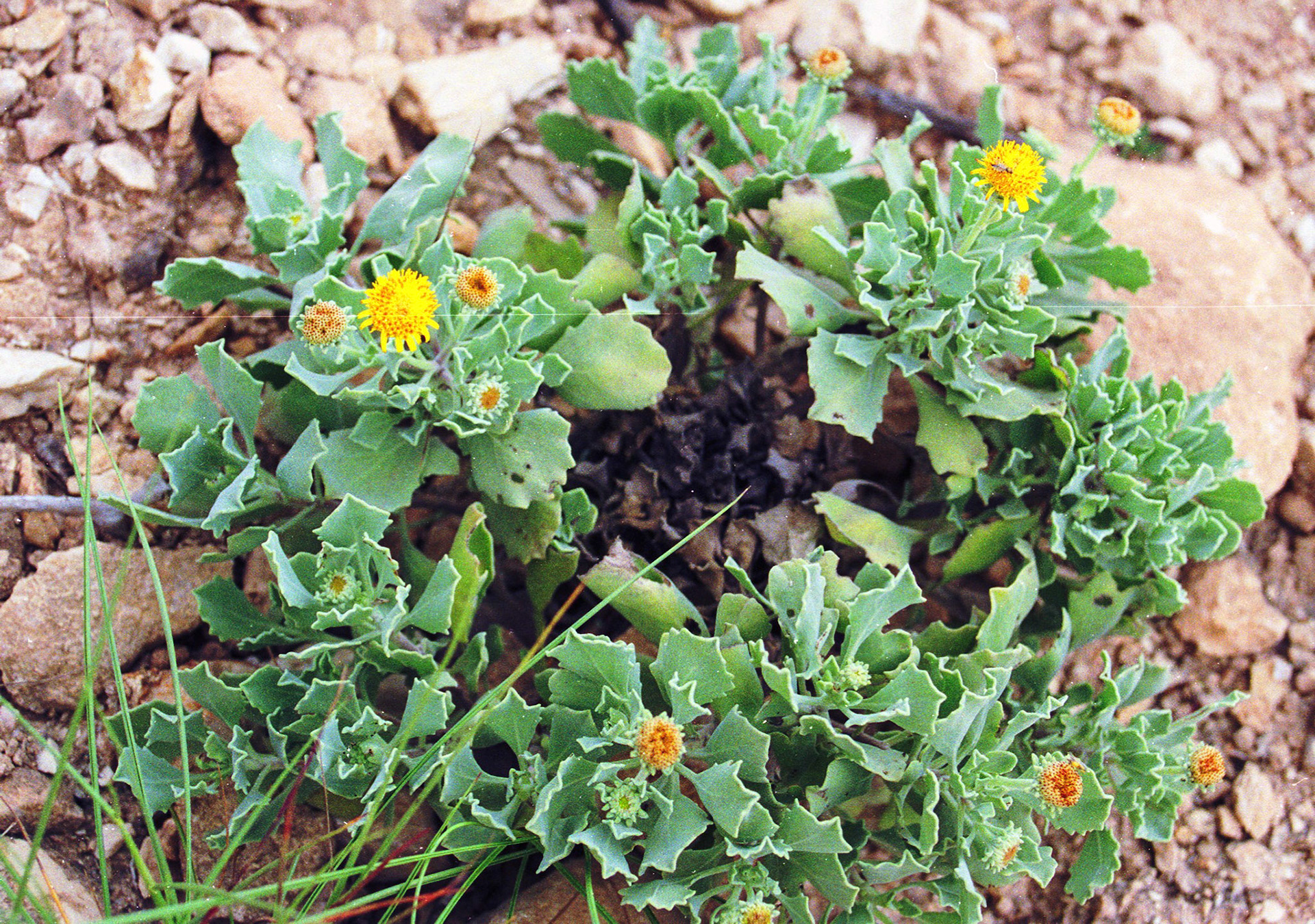 Wildflowers, Salalah