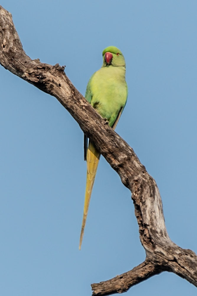 Rose-ringed Parakeet, Bandhavgarh