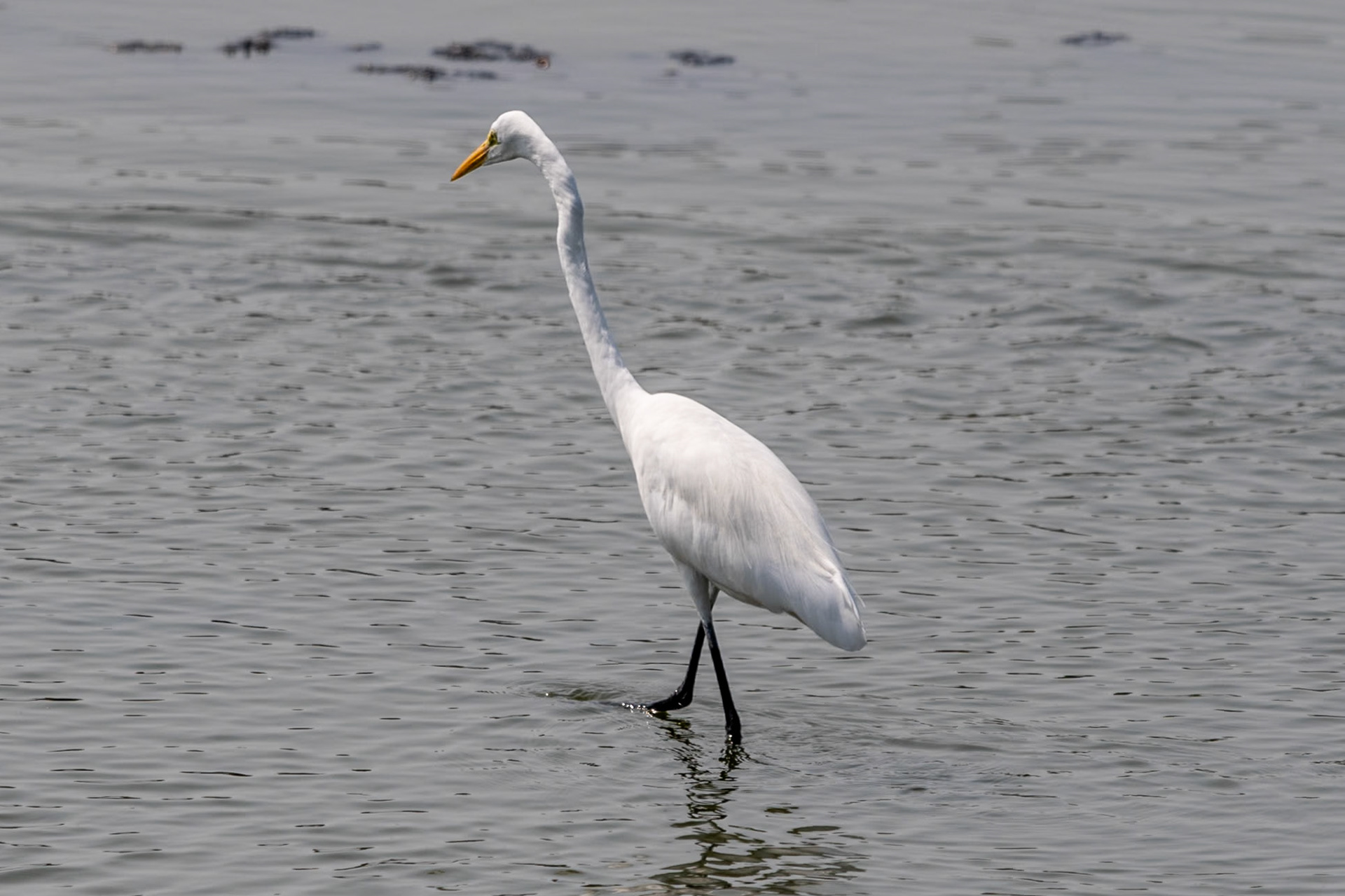 Great White Egret, en route to Alleppey