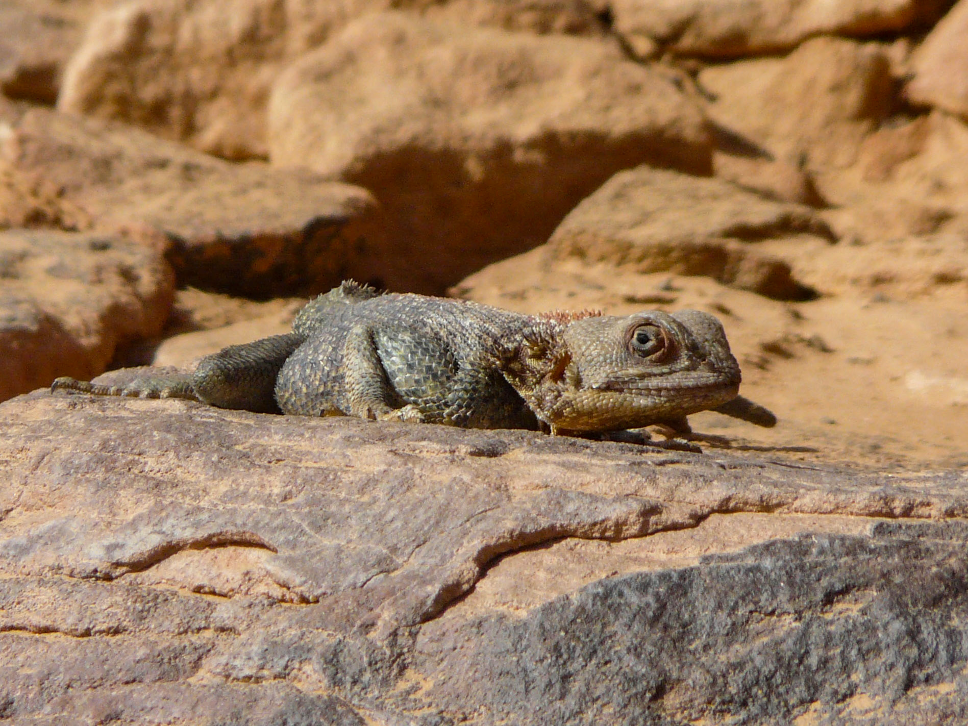 Lizard, Wadi Methkandoush