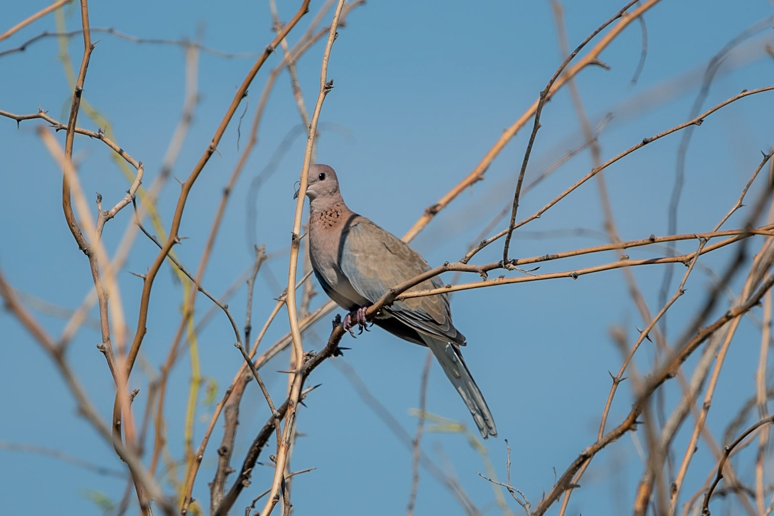 Laughing Dove, Qurum, Muscat