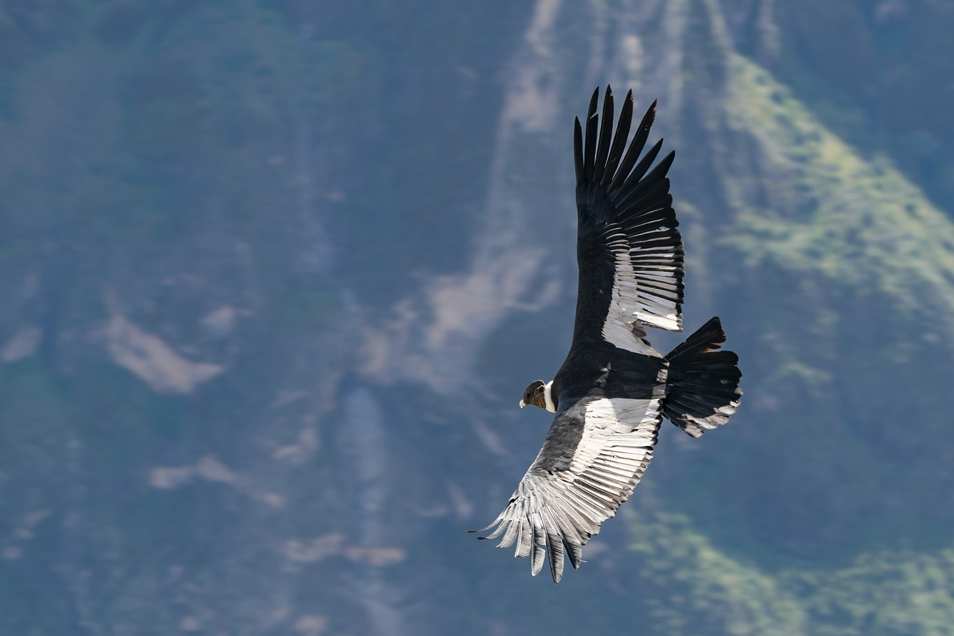 Condor, Colca Canyon, Peru