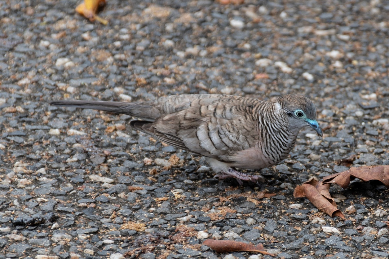 Peaceful Dove, Cairns, Qld