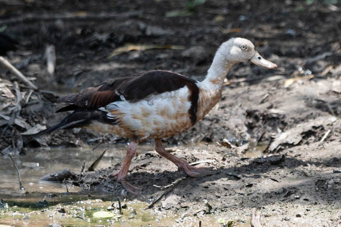 Radjah Shelduck, Yellow Water Billabong, NT